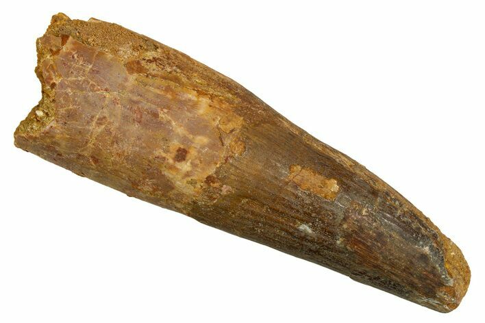 Real Fossil Spinosaurus Tooth - Feeding Worn Tip #328059